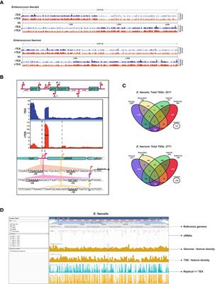 Single-Nucleotide RNA Maps for the Two Major Nosocomial Pathogens Enterococcus faecalis and Enterococcus faecium